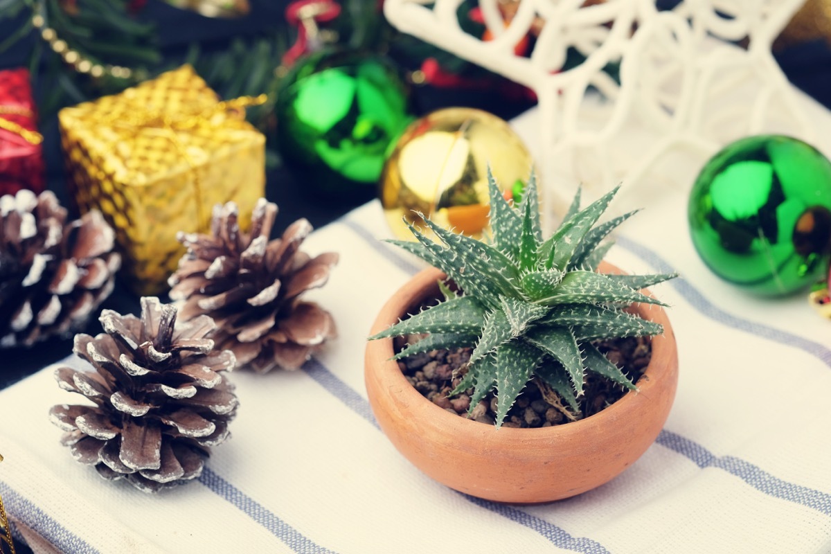 succulent surrounded by winter christmas decorations