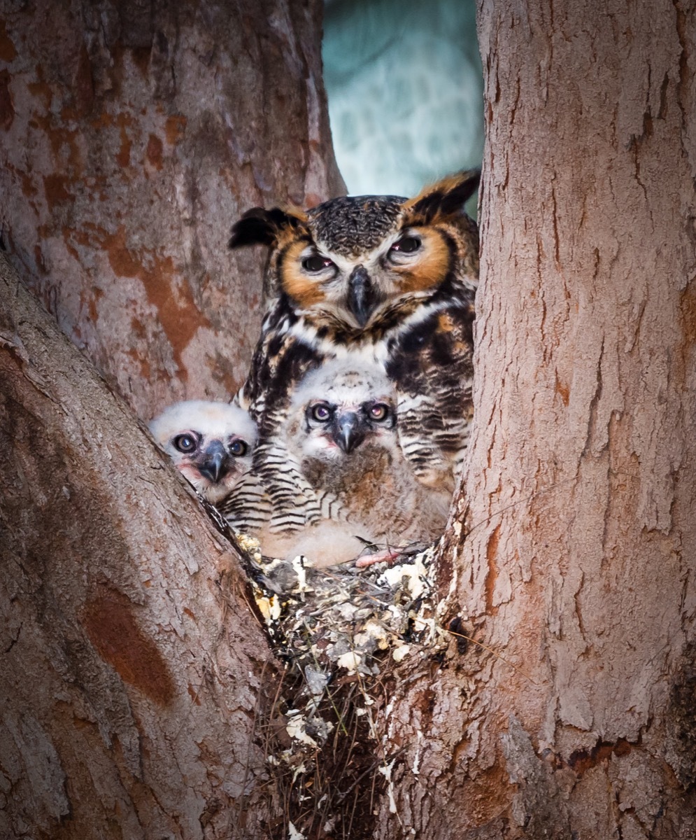 Mother owl with her owlets in nest