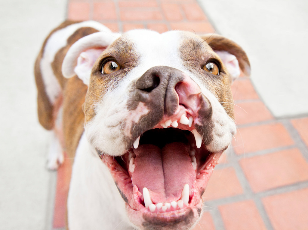 world's ugliest dog contest 2019