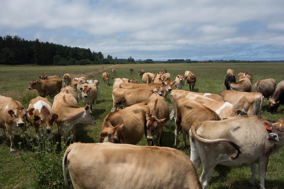 the grass-fed cows of naked nutrition on a clear summer day