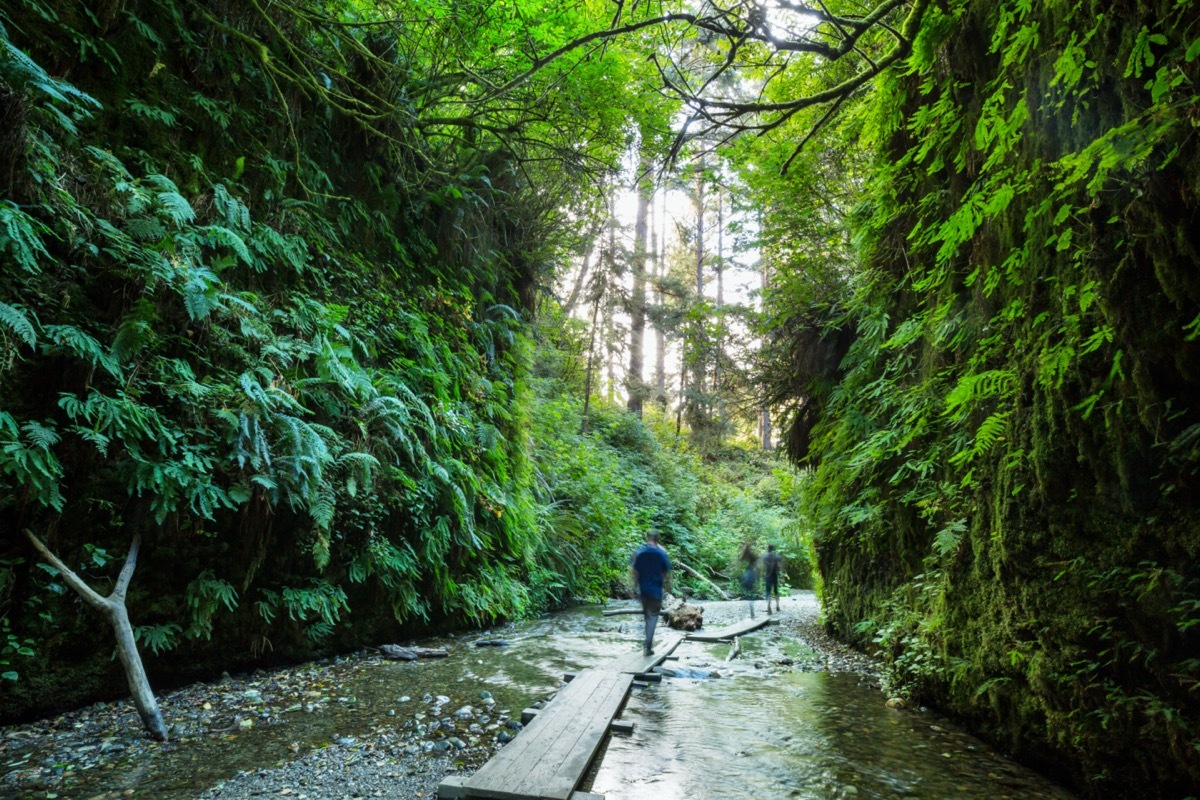 three people hike through fern canyon