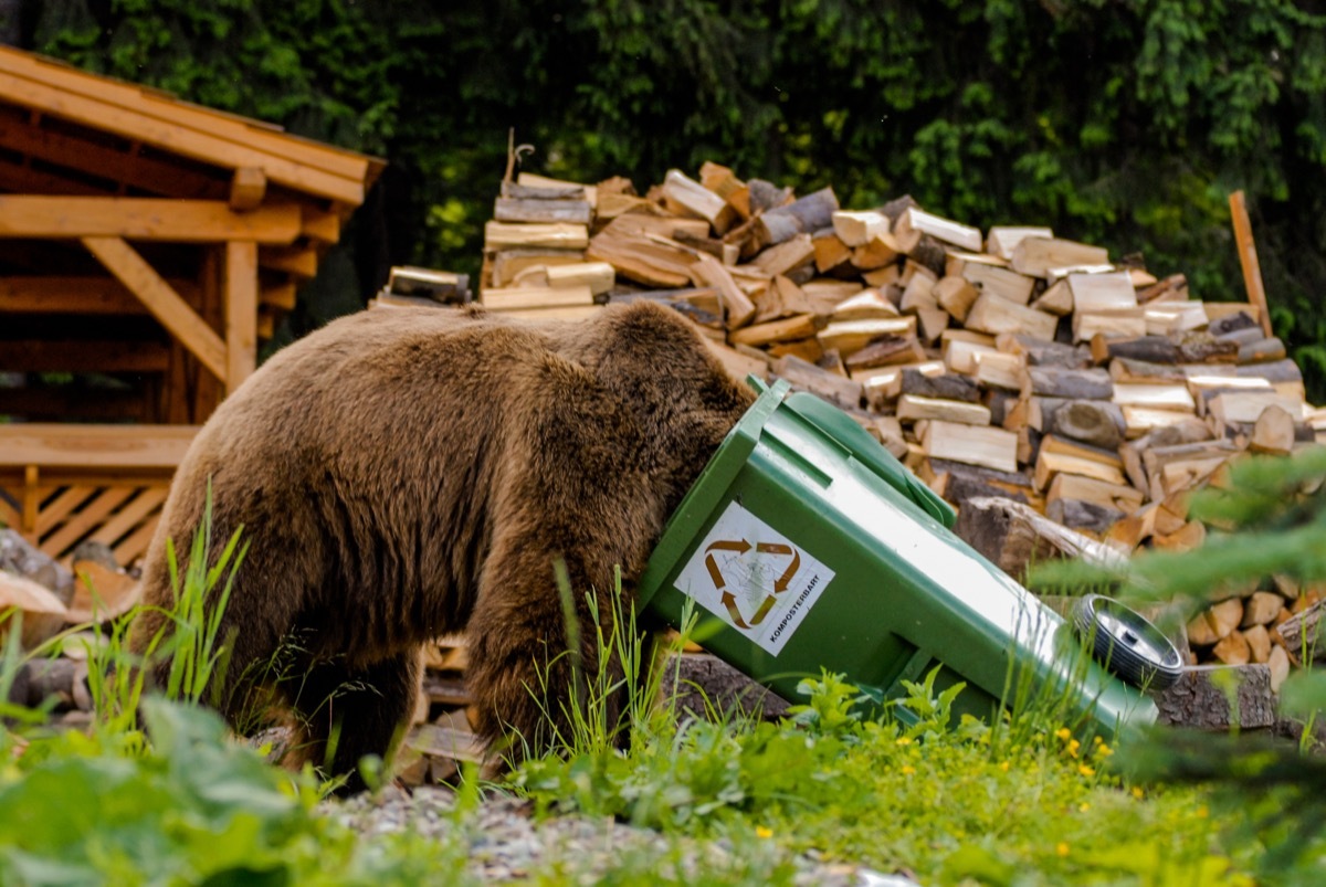 brown bear looking through trash bin adorable photos of bears