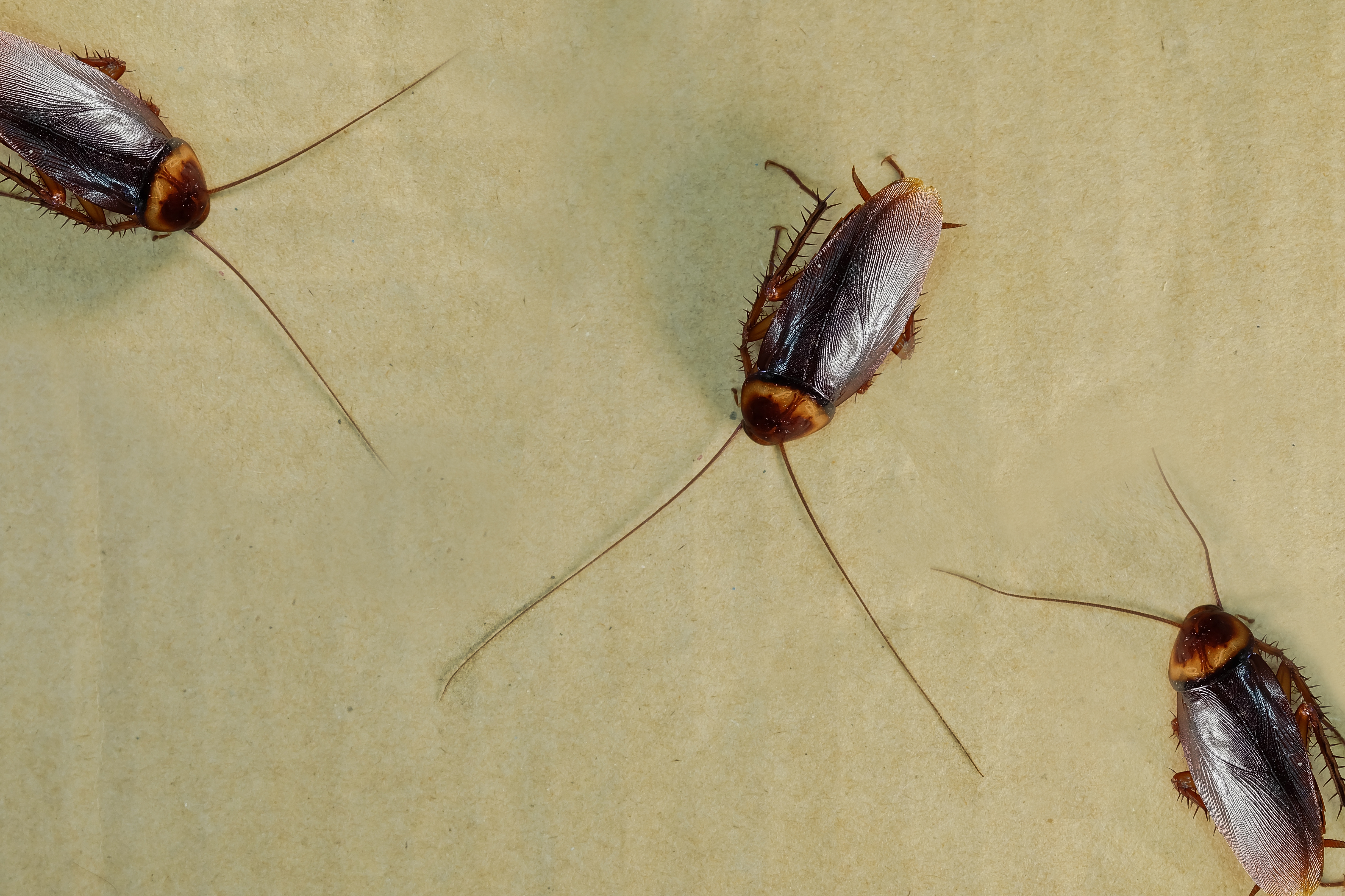 roaches on cardboard box