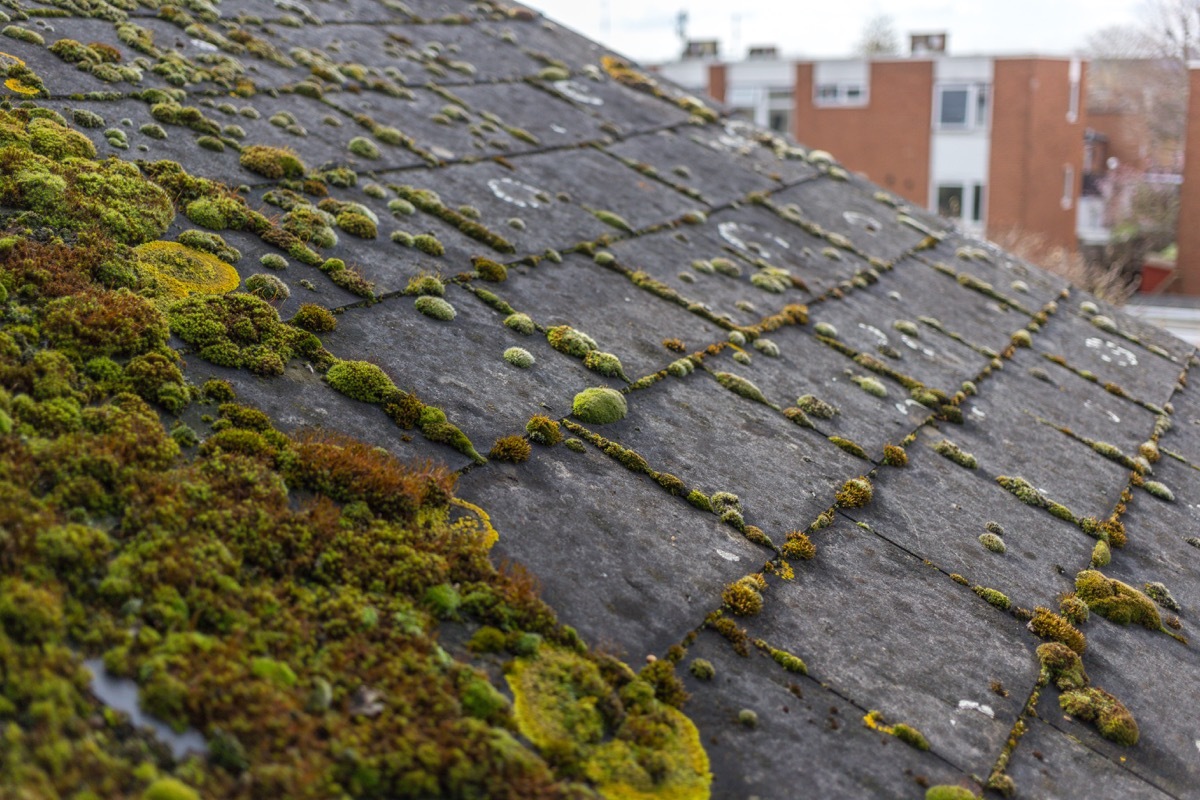 moss-covered roof