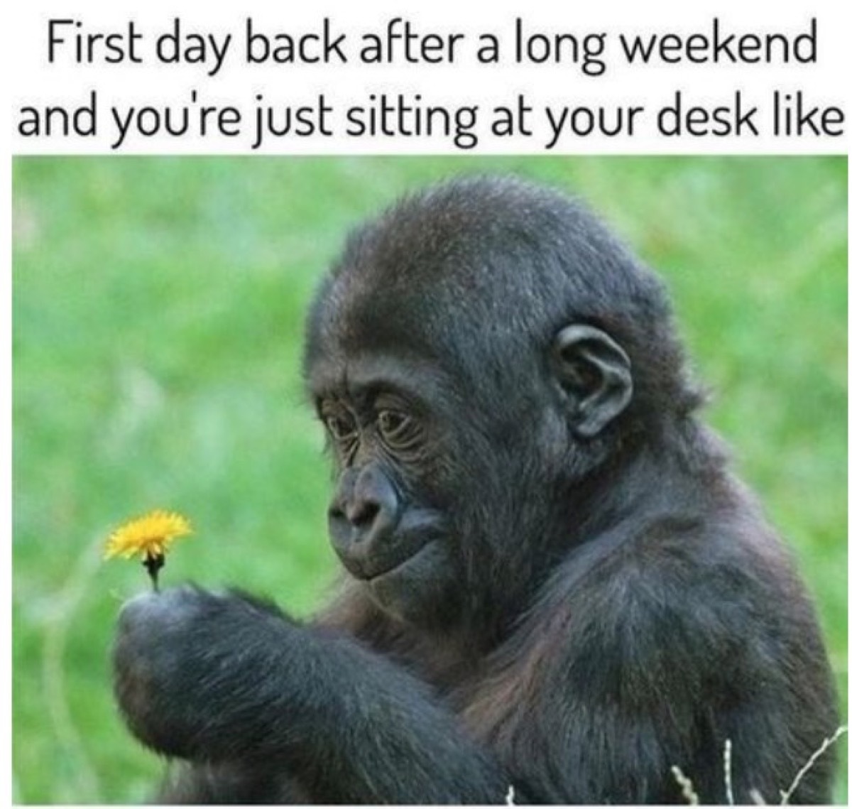 Baby gorilla holding a dandelion meme