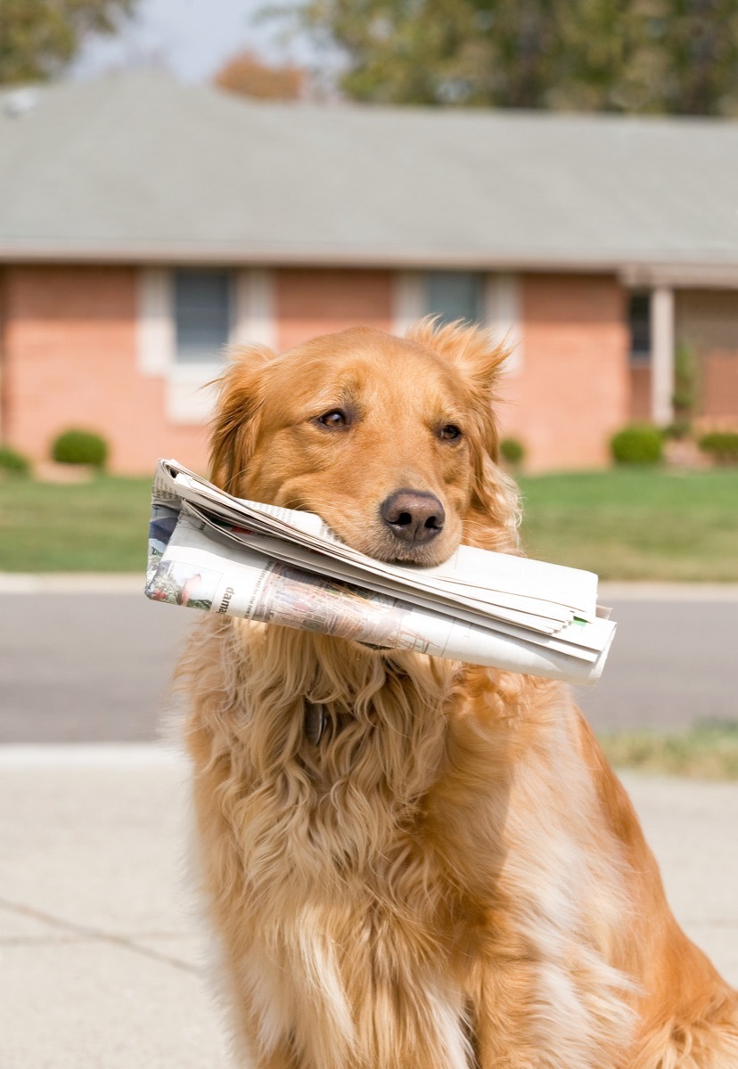 golden retriever carrying newspaper