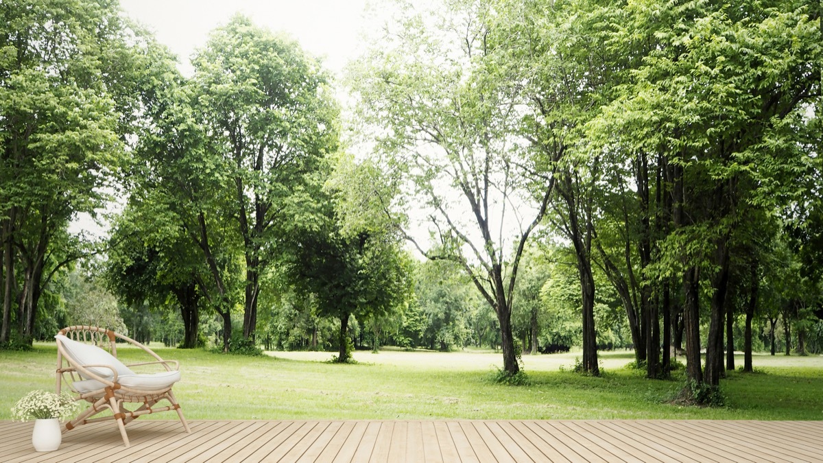 chair with trees in back yard