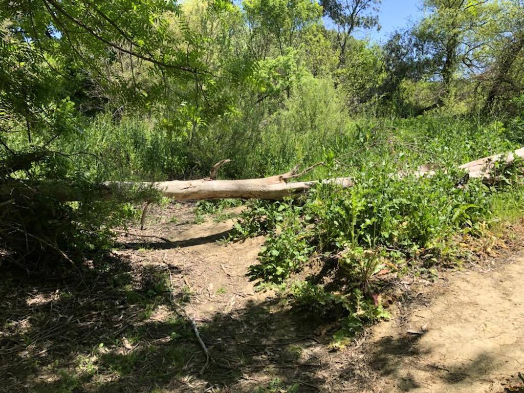 corgi hiding in plain sight in the woods