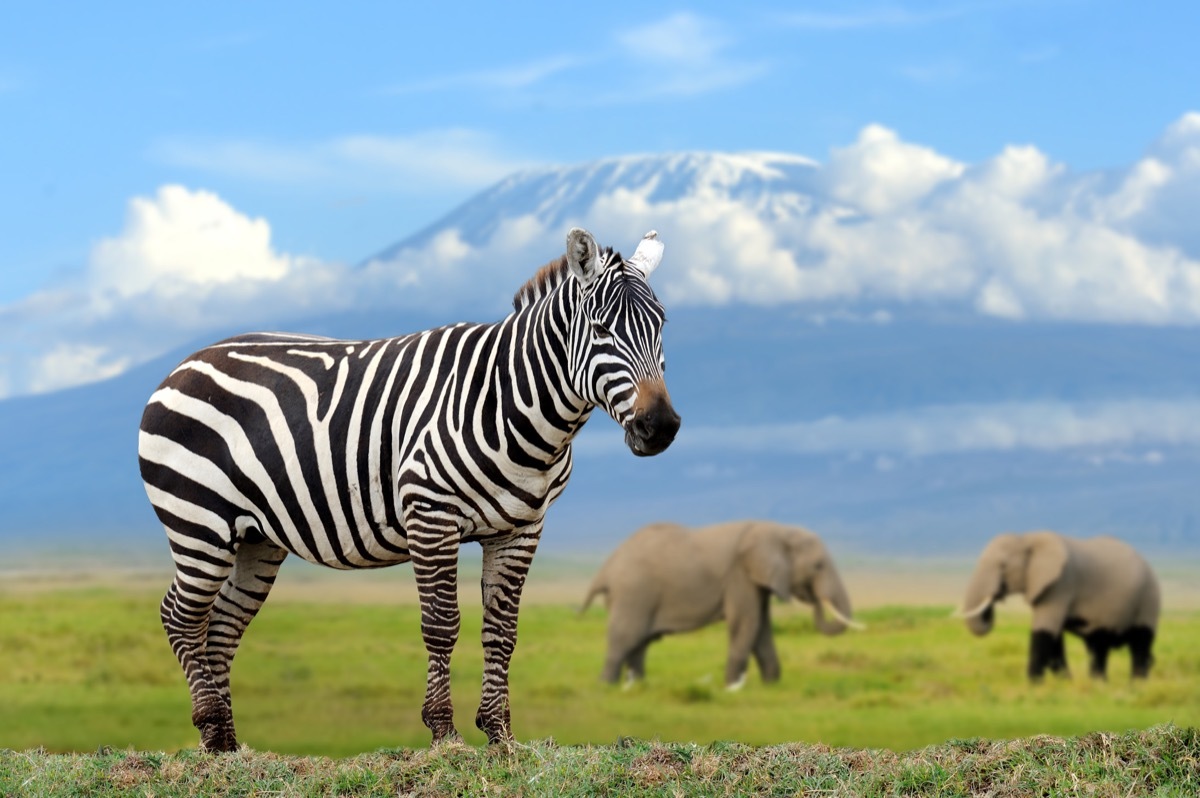 zebra on elephant and Kilimanjaro background, Kenya