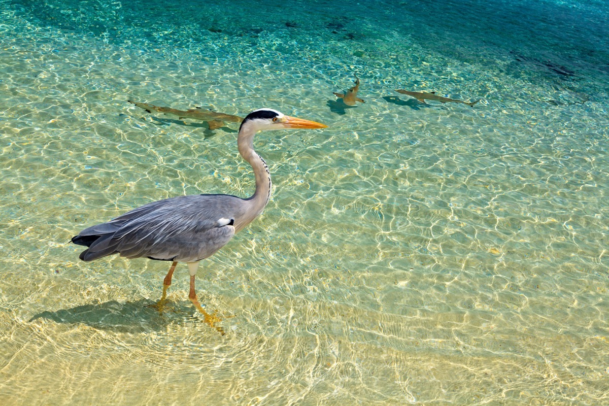 Bird wades into water with sharks