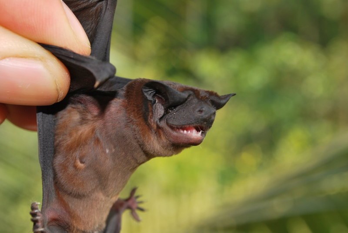 Freeman's dog-faced bat cutest animals discovered in 2018