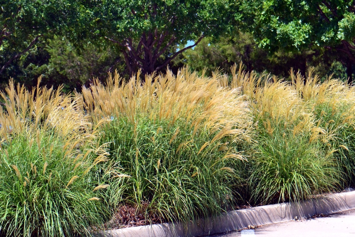 miscanthus sinensis growing in yard