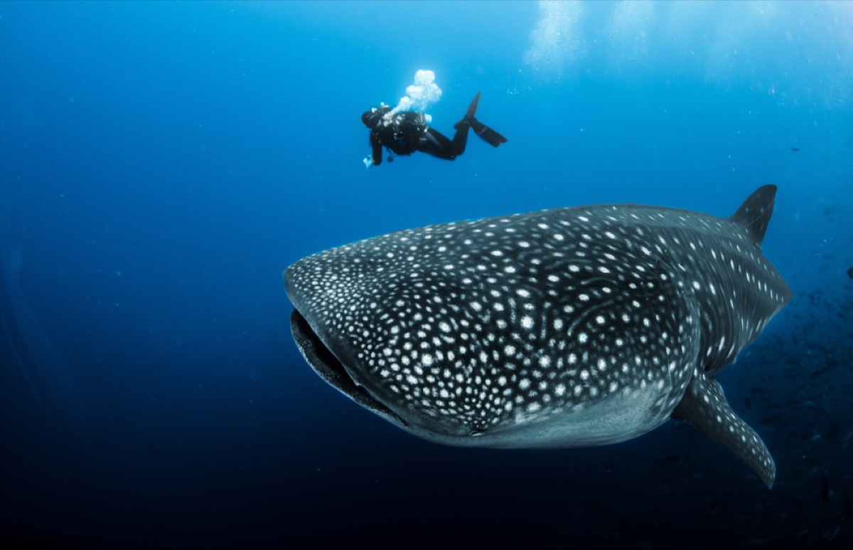 whale shark and diver, shark photos