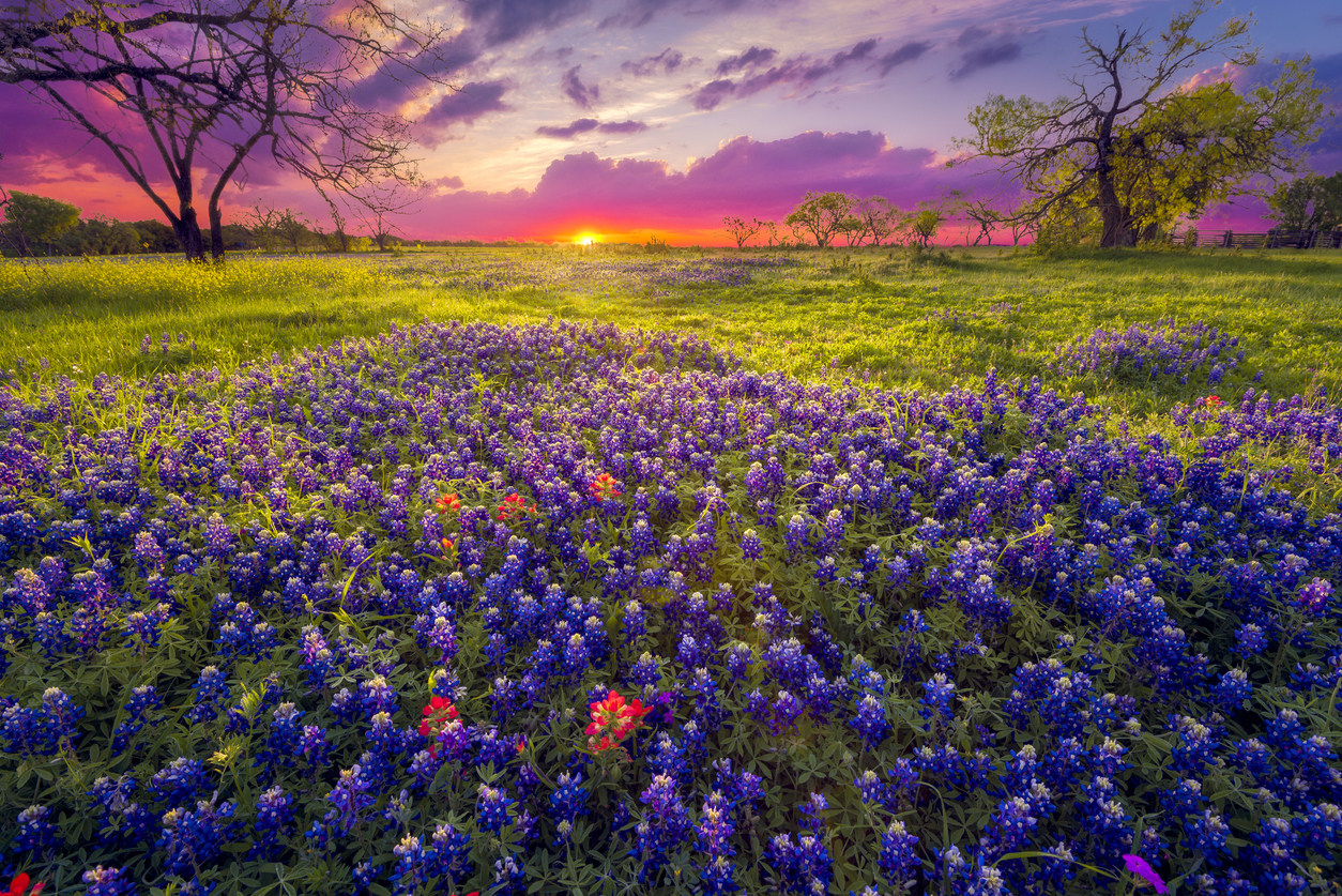 Dawn breaks over a field of bluebonnets and Indian paintbrushes near Fredericksburg, TX