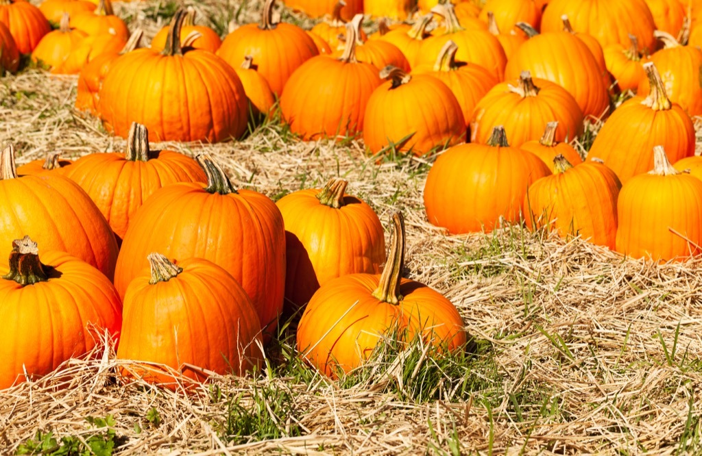 pumpkin patch date night ideas