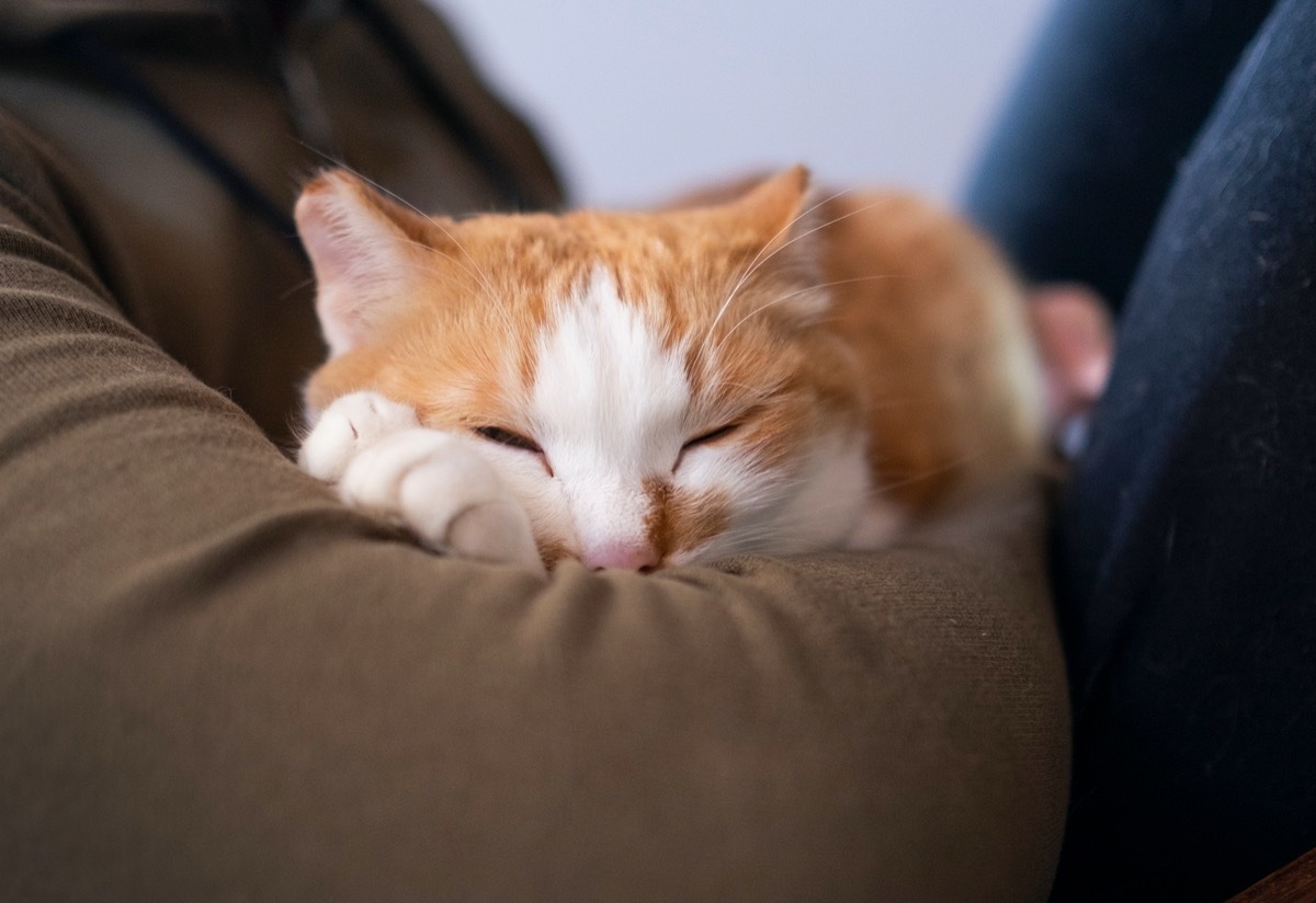 Cat in owner's arms