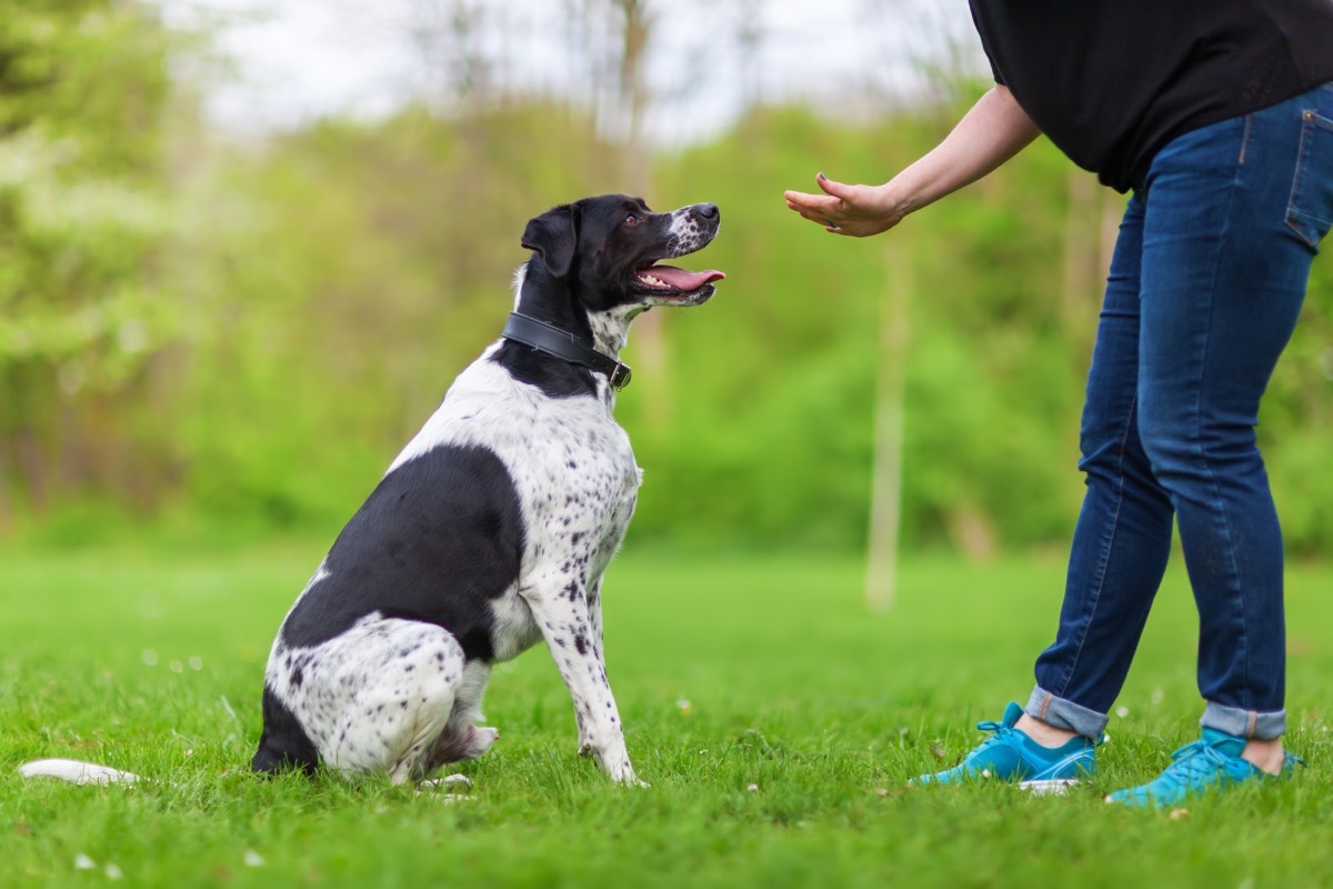 teaching dog to sit