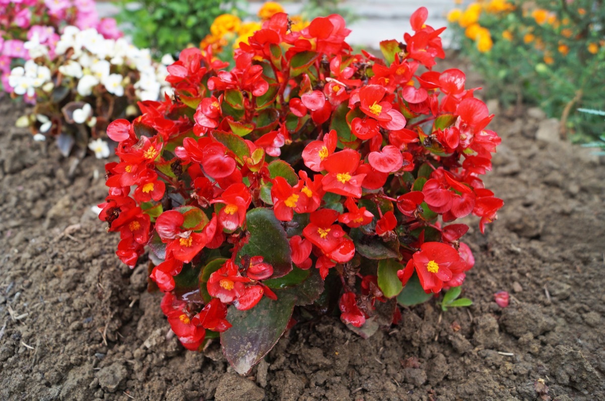 Begonia bush with shiny pink, red and white petals and a yellow center on a bush with dark burgundy leaves