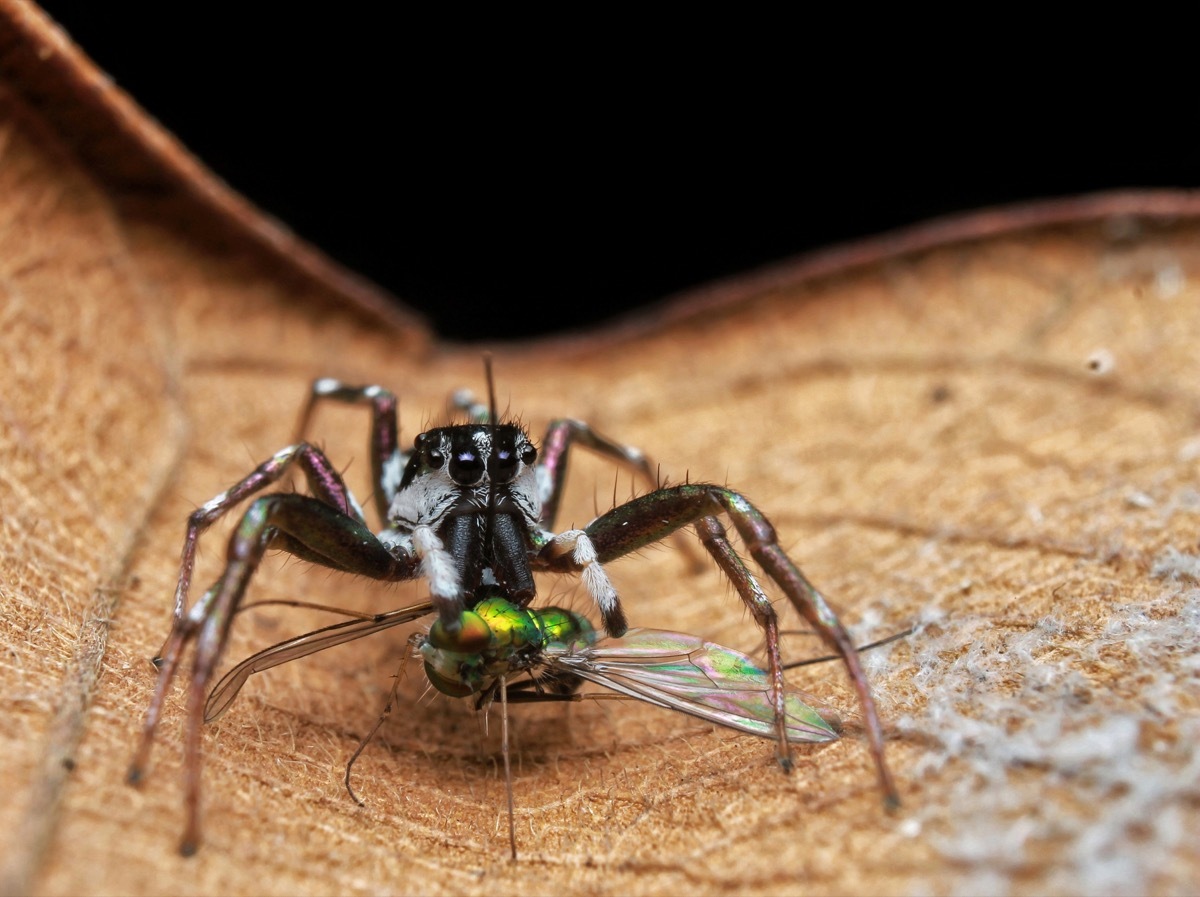 Spider Eating a Fly {Spider Facts}