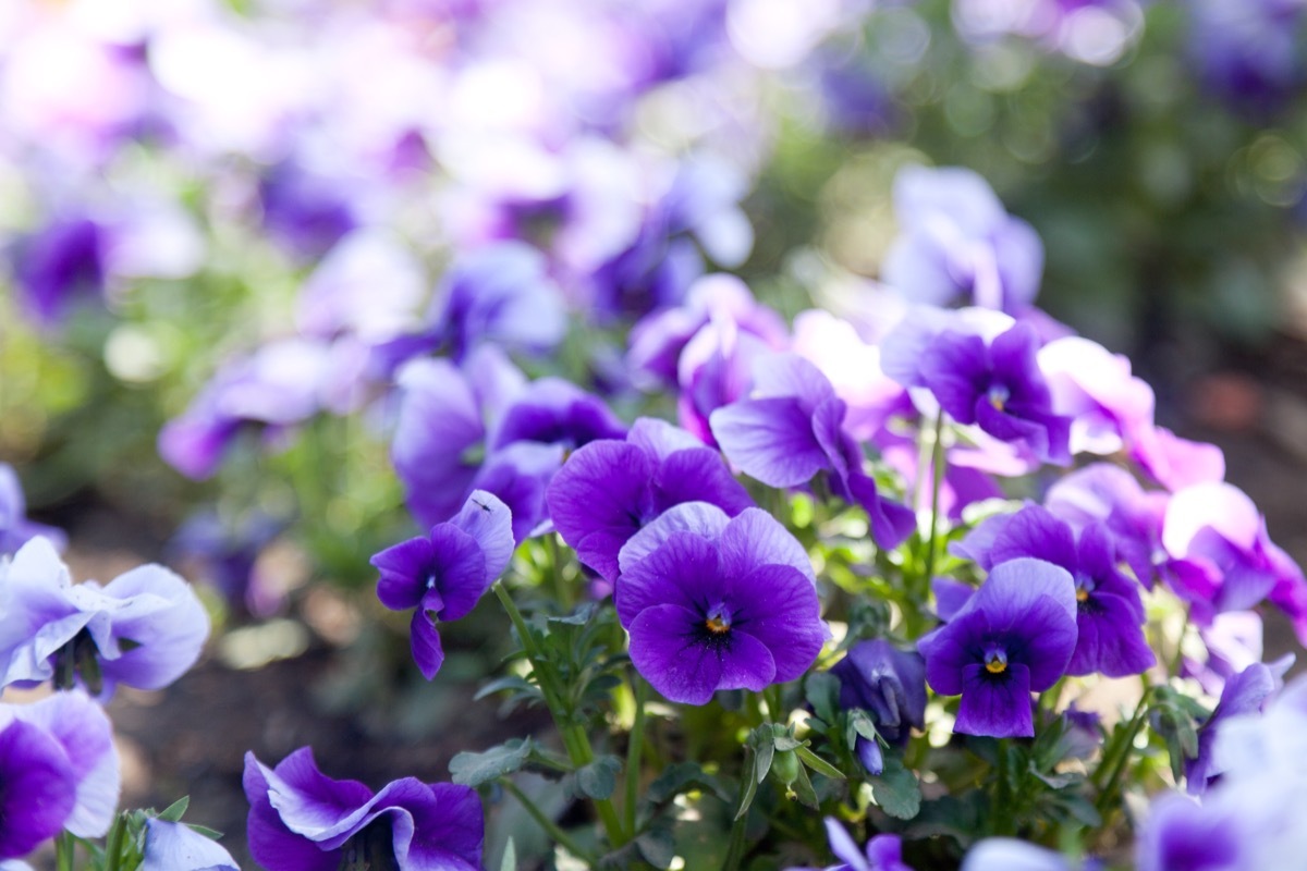 violets flowers