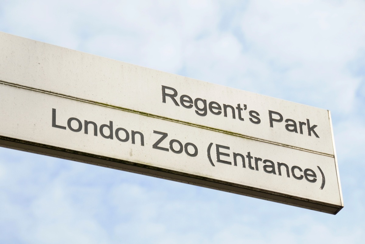 A sign pointing towards the entrance of London zoo and Regent's park.See more zoo signs here: