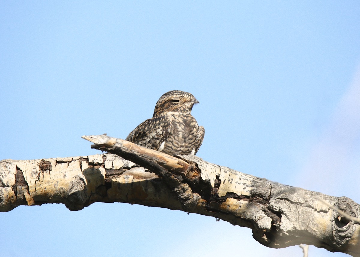 Common Poorwill Bird {How Do Animals Stay Warm}