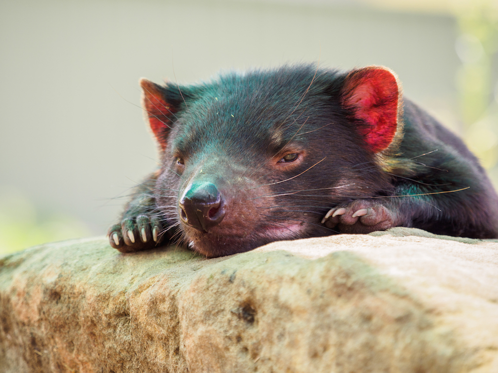 Tasmanian Devil