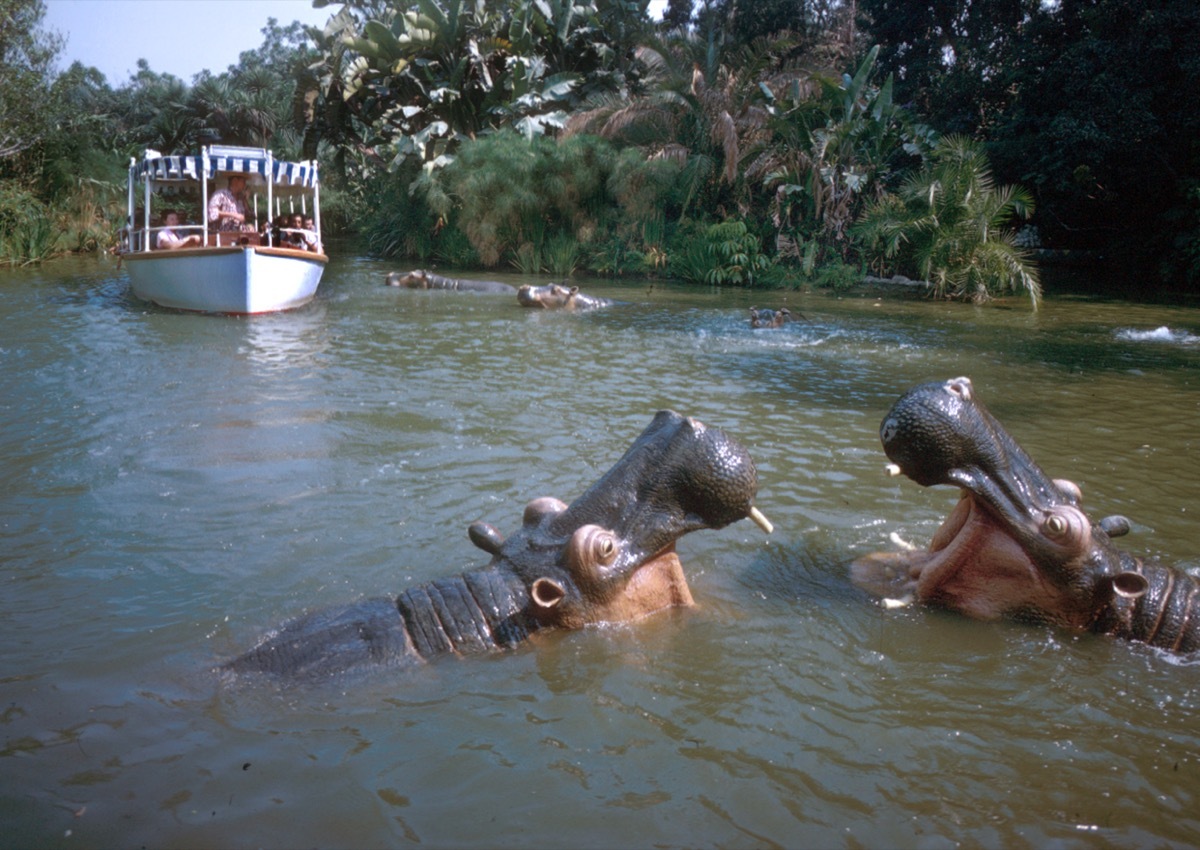 Hippos on Disneyland's Jungle Cruise