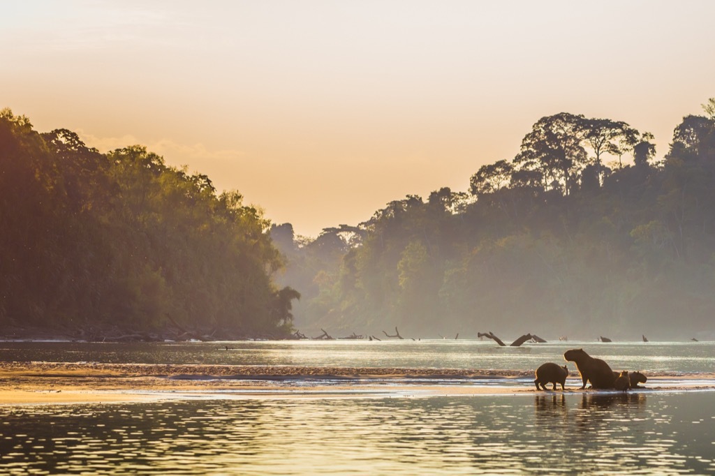 amazon river manu national park