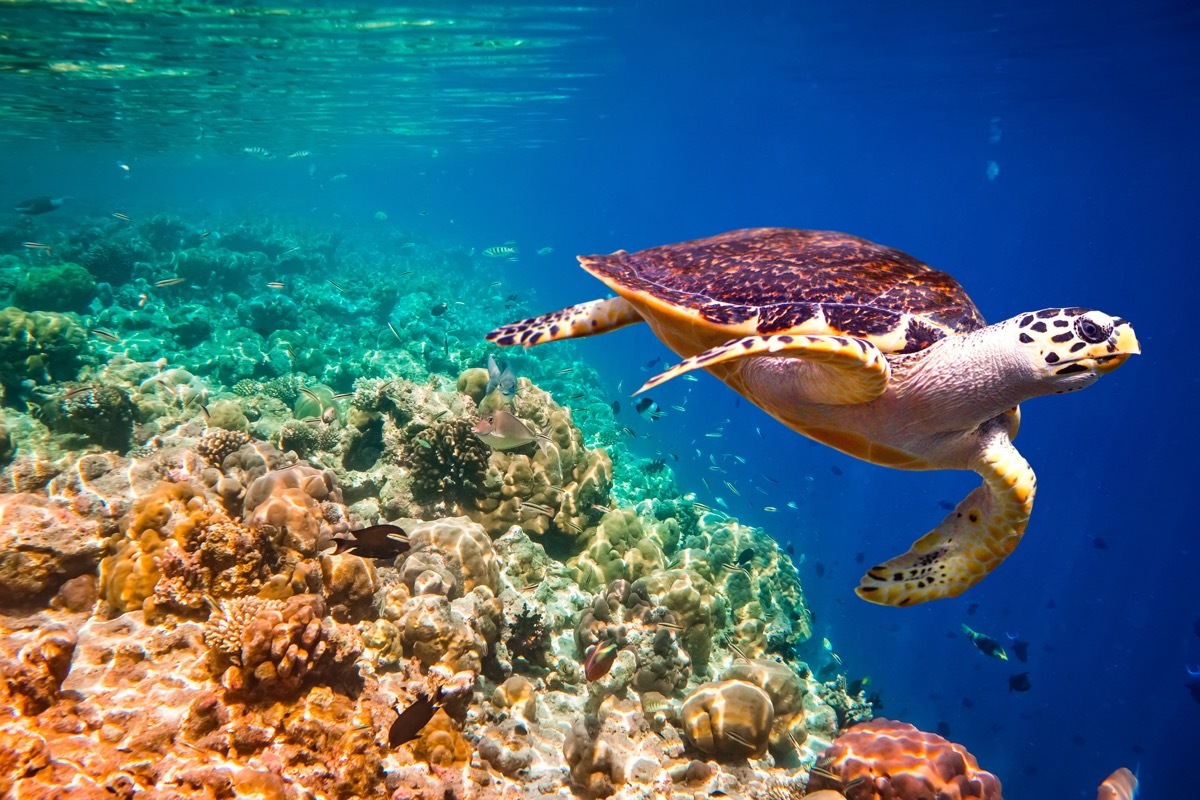 hawksbill turtle