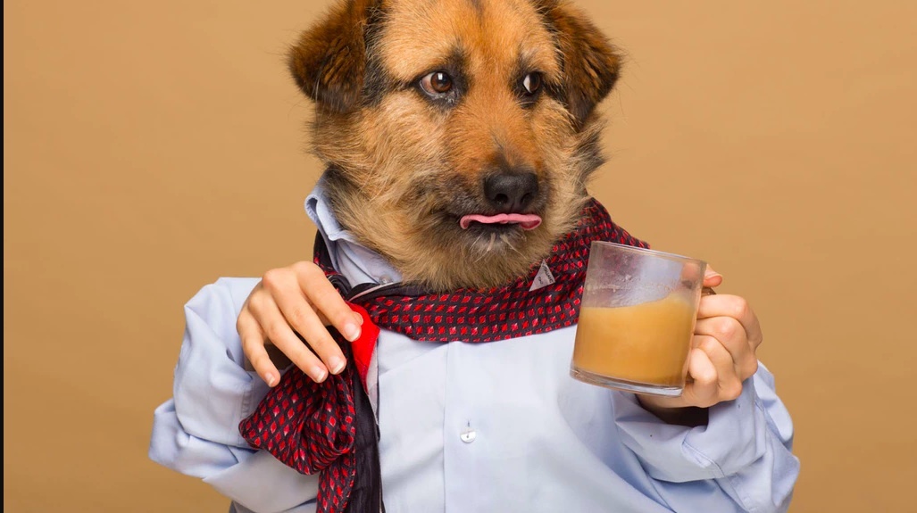 roofee coffee for dogs