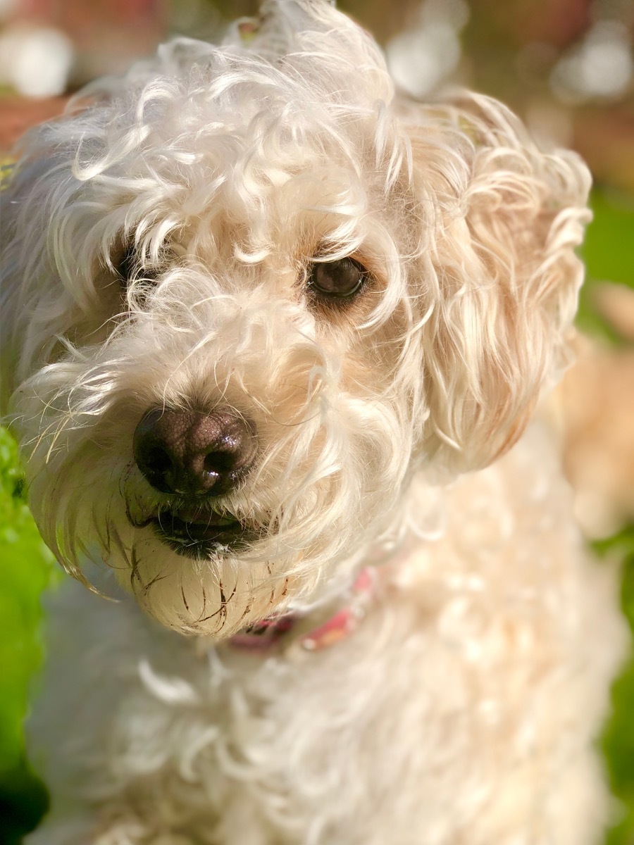 Whoodle Mixed Breed Dogs