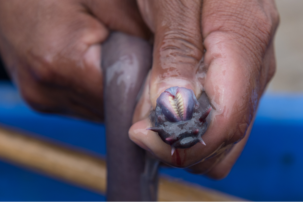 Hagfish Crazy Critters