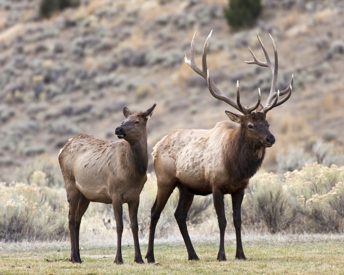 elk yellowstone national park