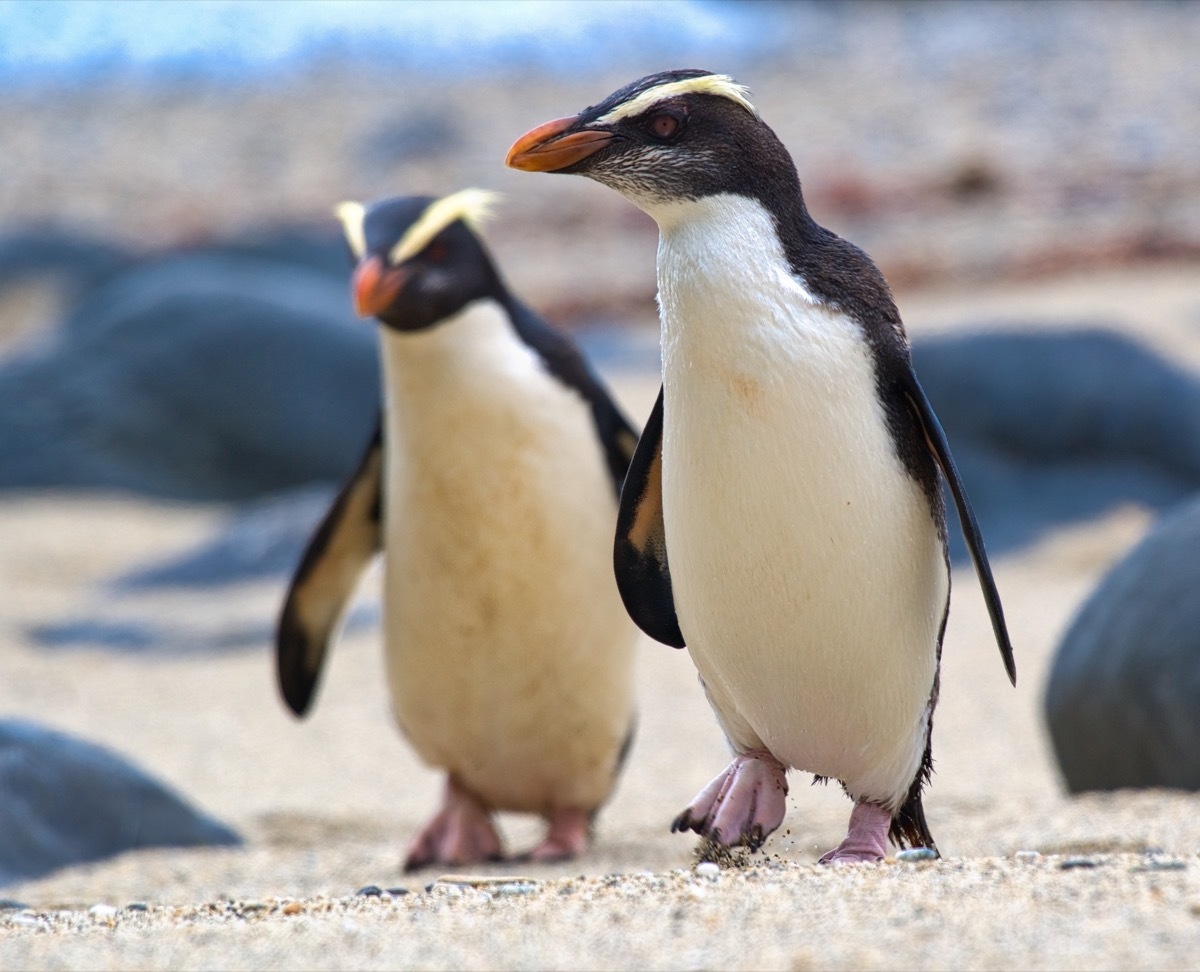 Fiordland crested penguins photos of wild penguins