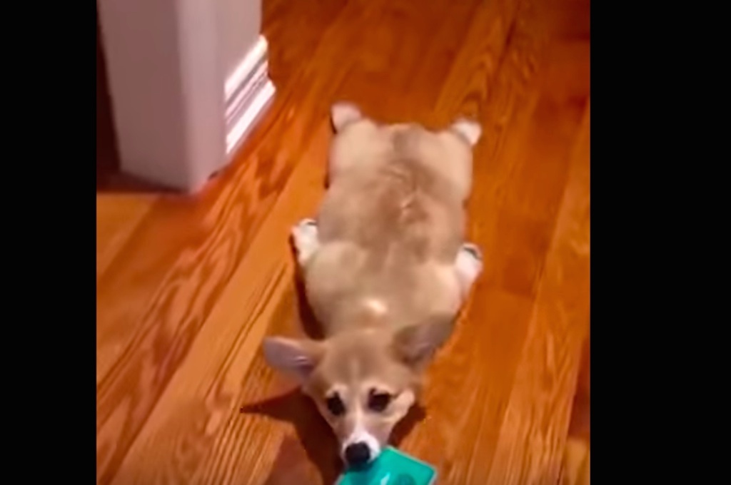 corgi sploots with broom viral video