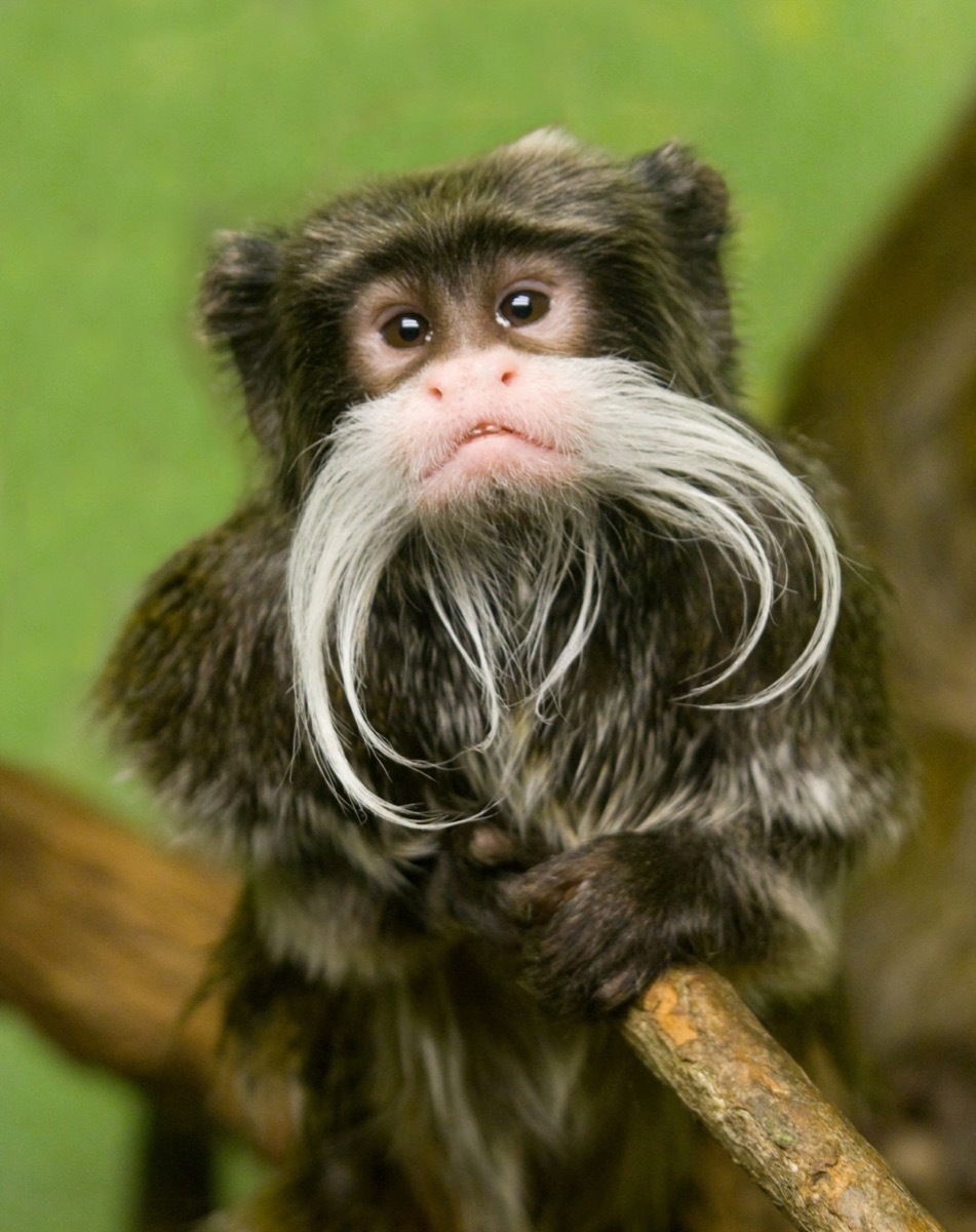 Emperor tamarin monkey with a mustache