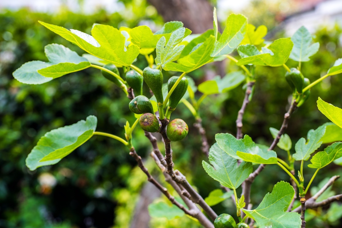 brown turkey fig plant