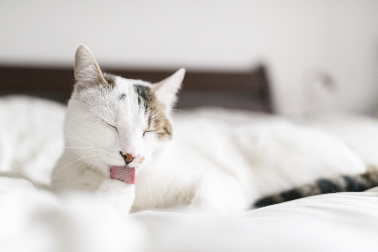 white cat licking paw