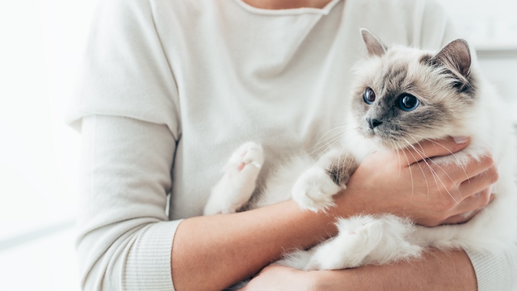 cats hate changes to their daily routine