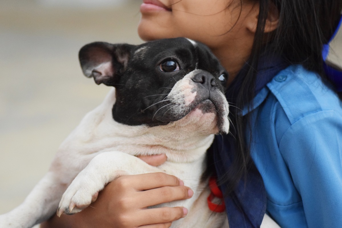 young asian girl holding french bulldog