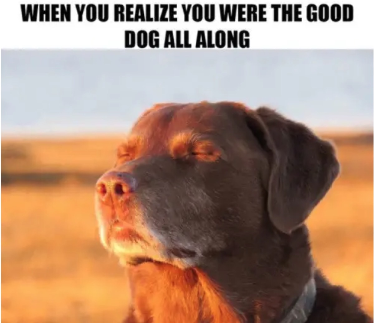 dog memes