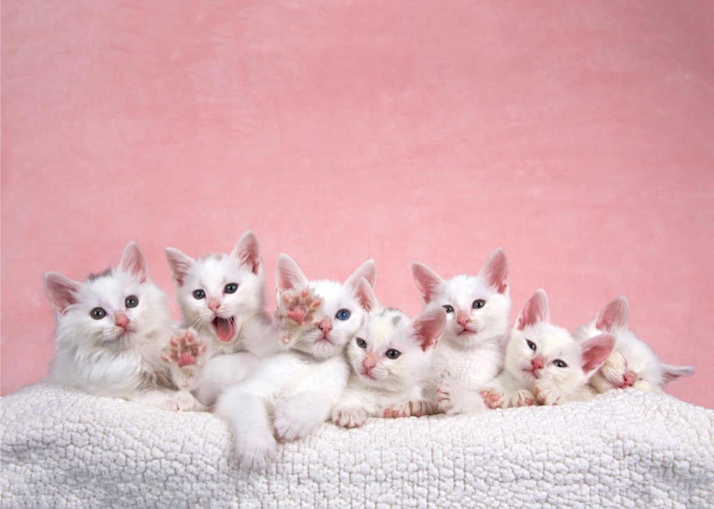 white kittens cats