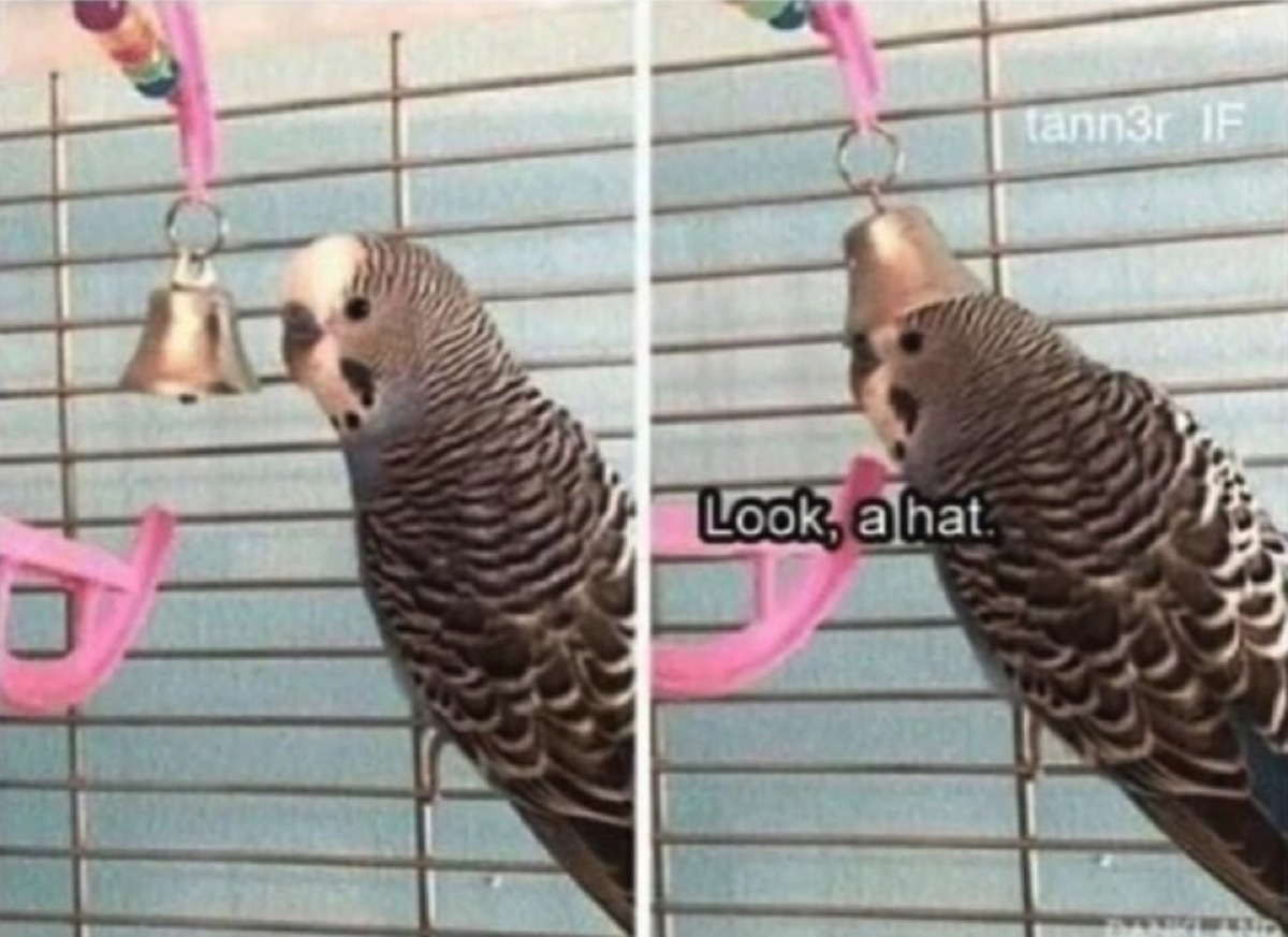 Photos of a parakeet wearing the bell in his cage as a hat