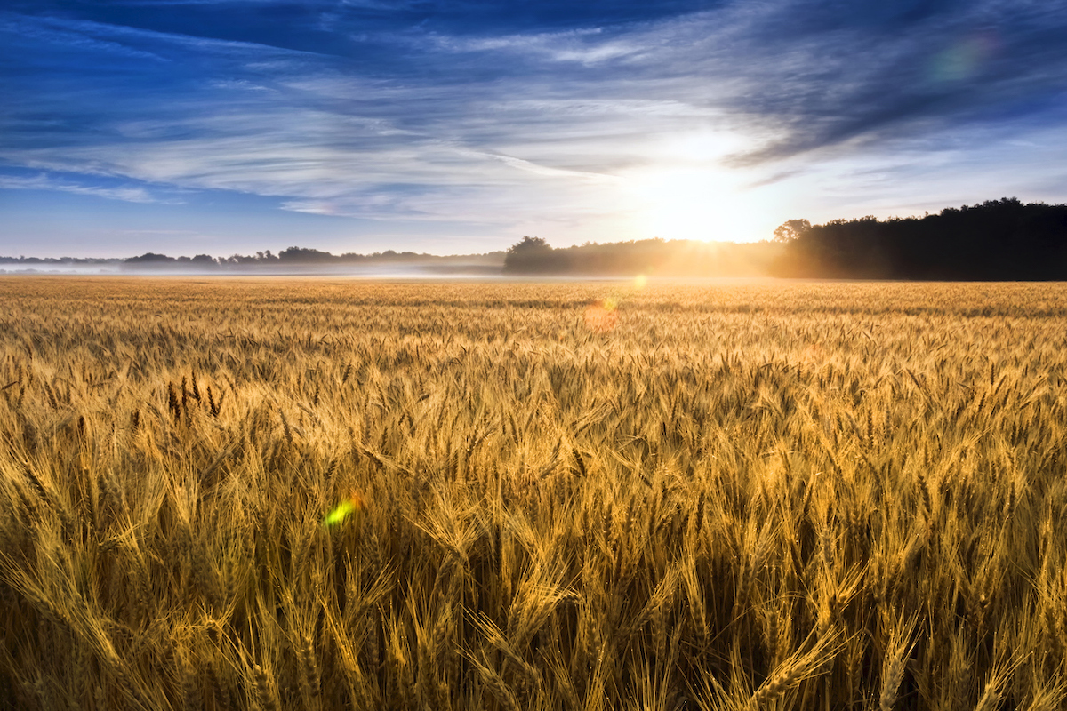  field of wheat in central Kansas is nearly ready for harvest. 