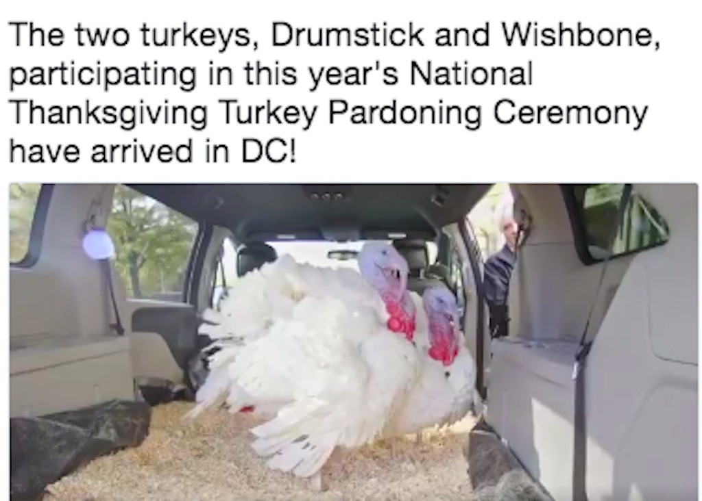 turkeys Drumstick and Wishbone arrive at the Willard Hotel 