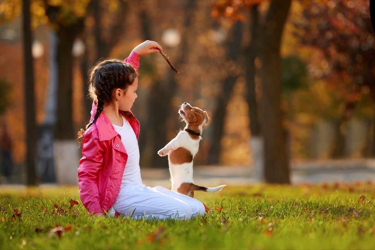 Jack Russell terrier puppy playing with a child