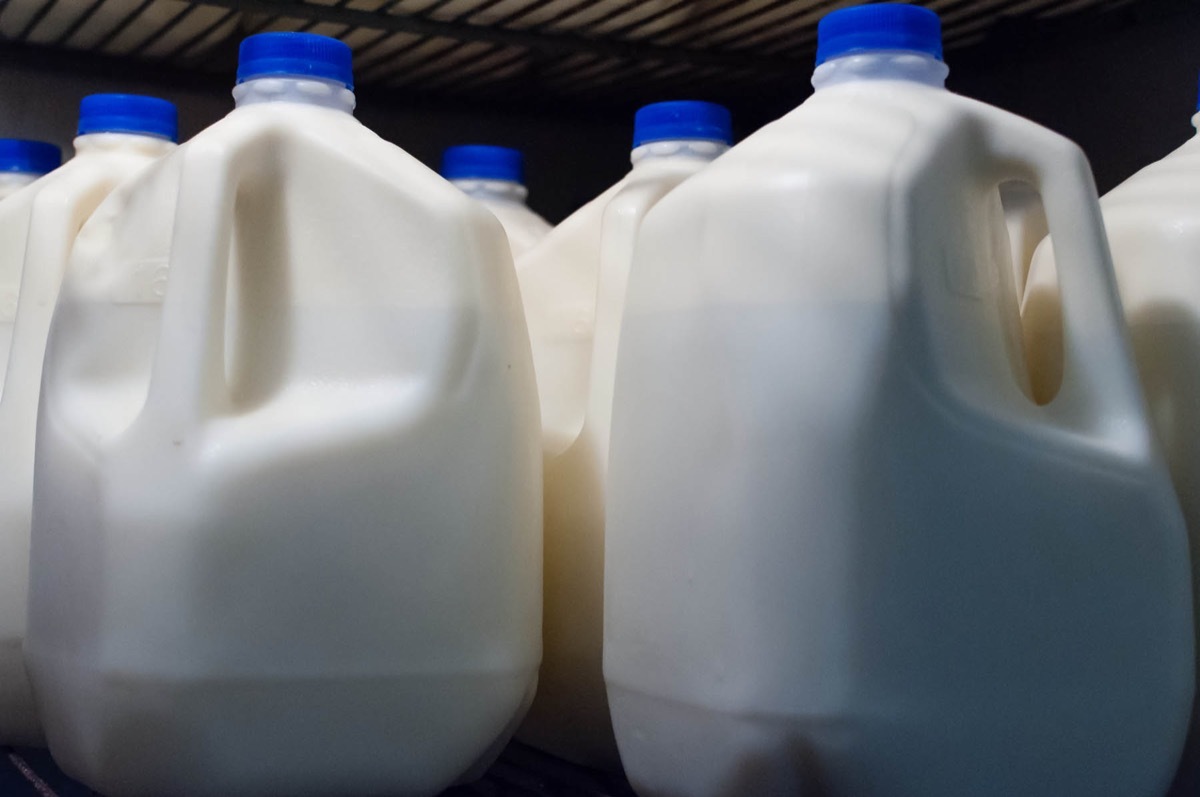 Jugs of raw milk at the local farm.