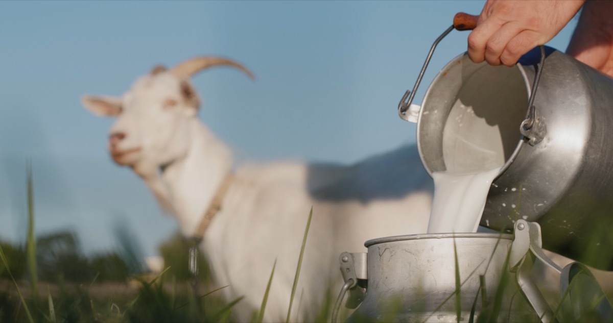 farmer pouring goat milk into a pail with goat in background