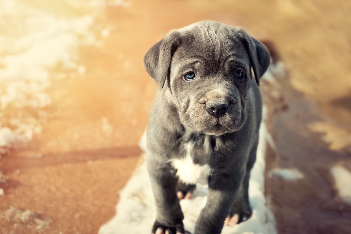 neopolitan mastiff